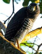 Barred Forest Falcon