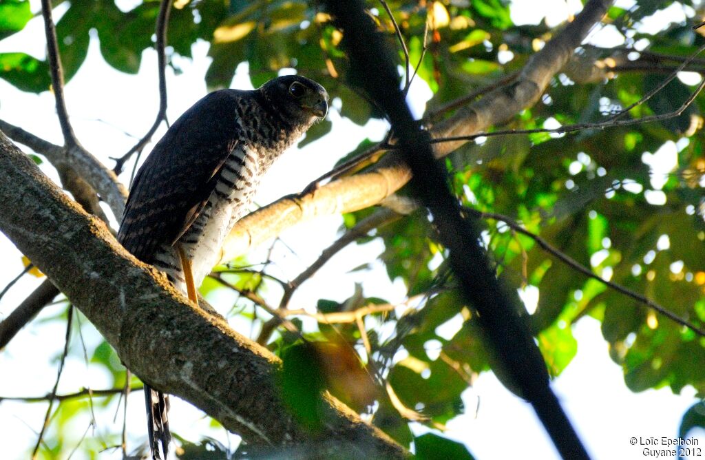 Barred Forest Falcon