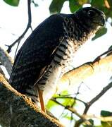 Barred Forest Falcon