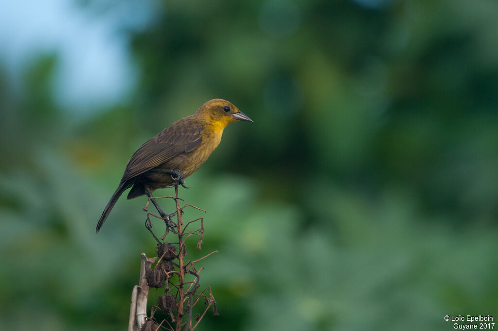 Yellow-hooded Blackbird