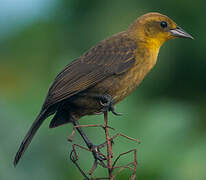 Yellow-hooded Blackbird