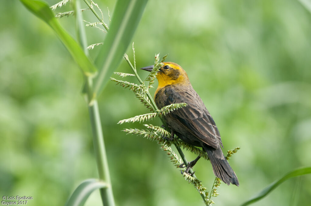 Yellow-hooded Blackbird female adult