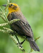 Yellow-hooded Blackbird