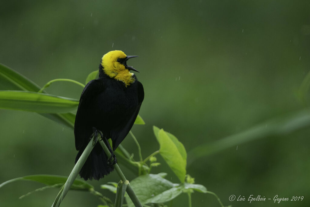 Yellow-hooded Blackbird