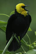 Yellow-hooded Blackbird