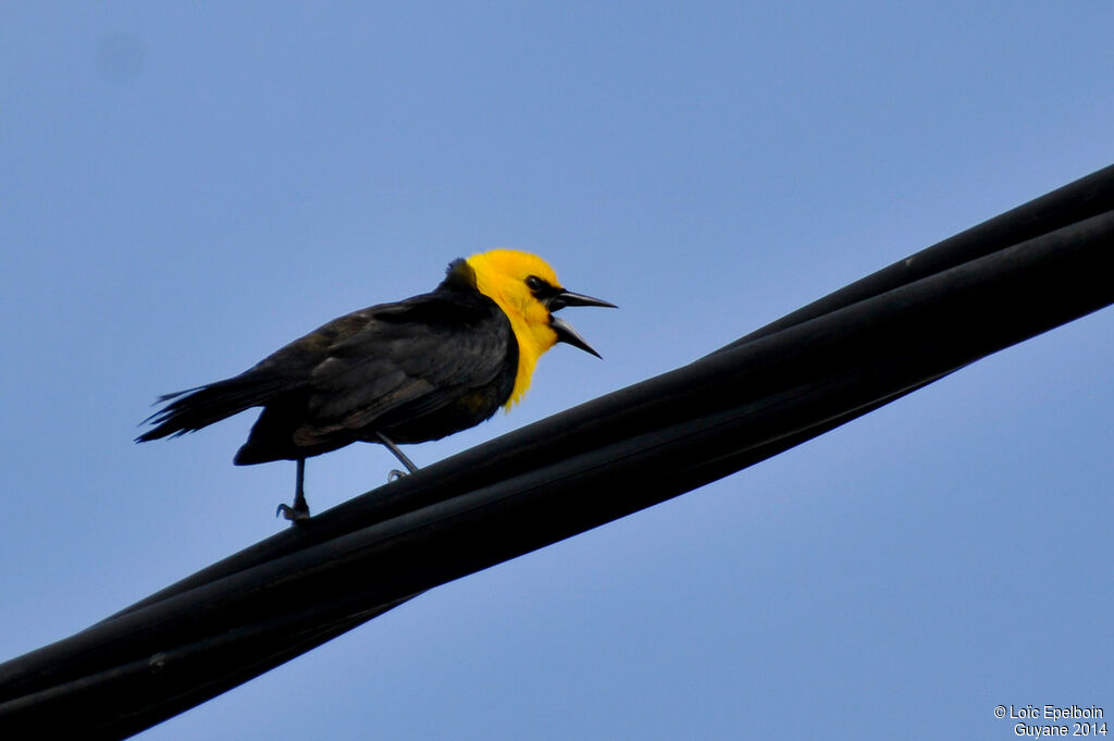 Yellow-hooded Blackbird