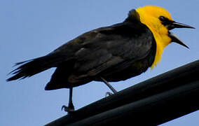 Yellow-hooded Blackbird