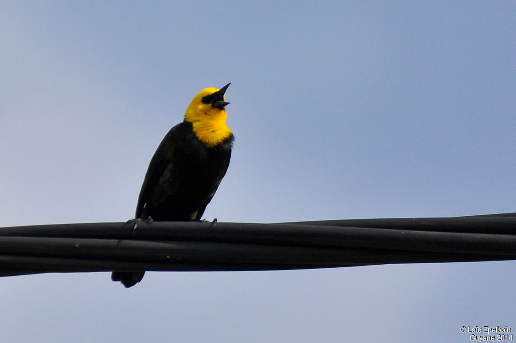 Yellow-hooded Blackbird