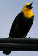 Yellow-hooded Blackbird