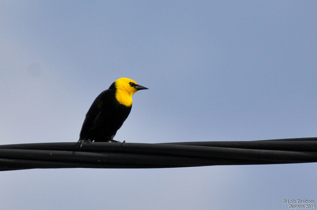 Yellow-hooded Blackbird