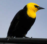 Yellow-hooded Blackbird