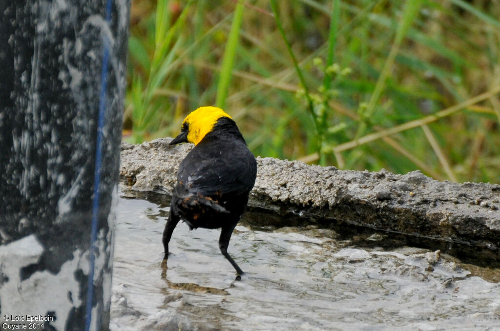 Yellow-hooded Blackbird