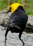 Yellow-hooded Blackbird