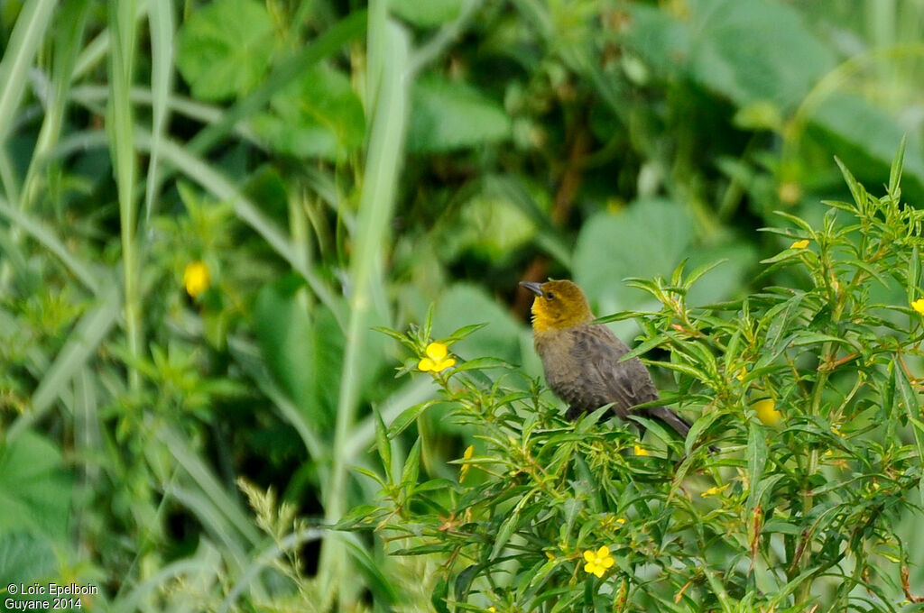 Yellow-hooded Blackbird