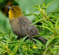 Yellow-hooded Blackbird