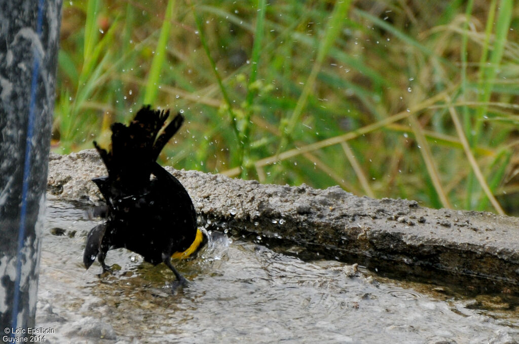 Yellow-hooded Blackbird