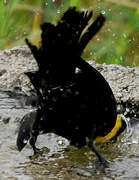 Yellow-hooded Blackbird