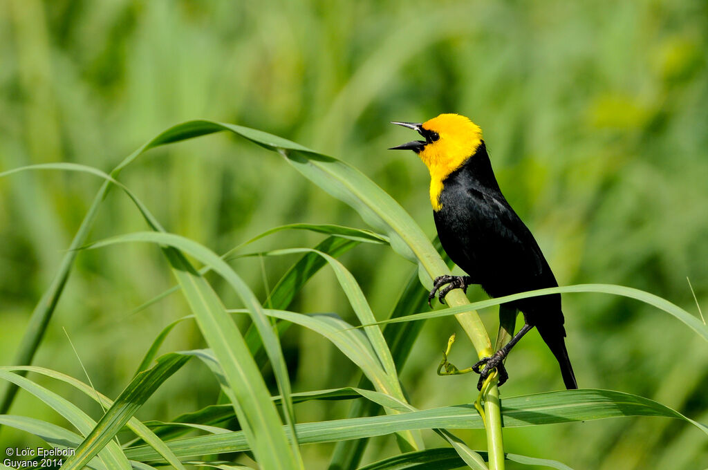 Yellow-hooded Blackbird