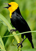 Yellow-hooded Blackbird