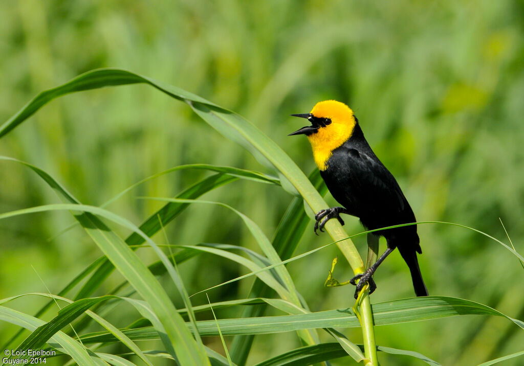 Yellow-hooded Blackbird