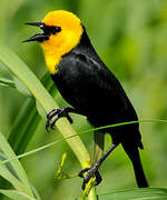 Yellow-hooded Blackbird