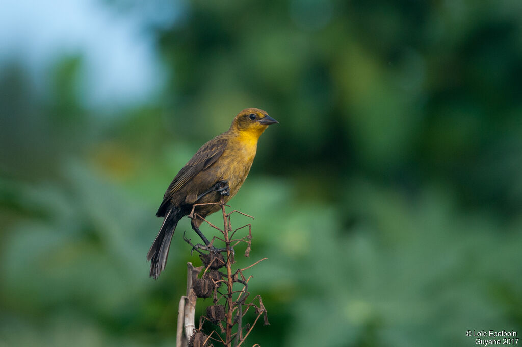 Yellow-hooded Blackbird