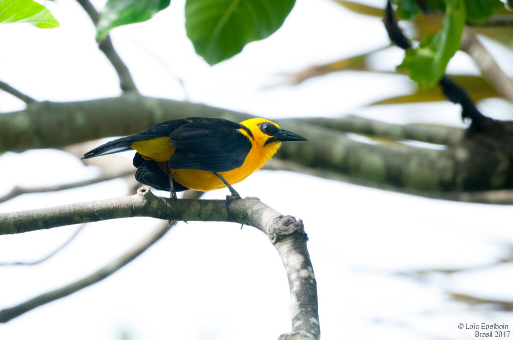 Oriole Blackbird