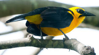 Oriole Blackbird