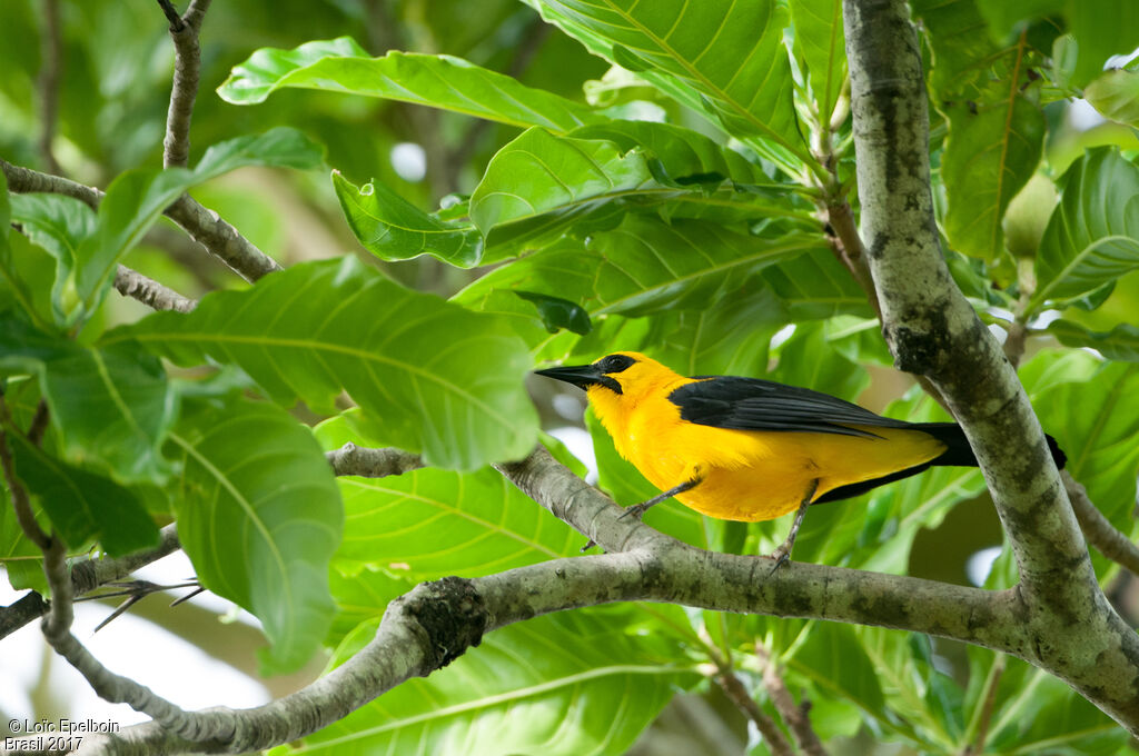 Oriole Blackbird