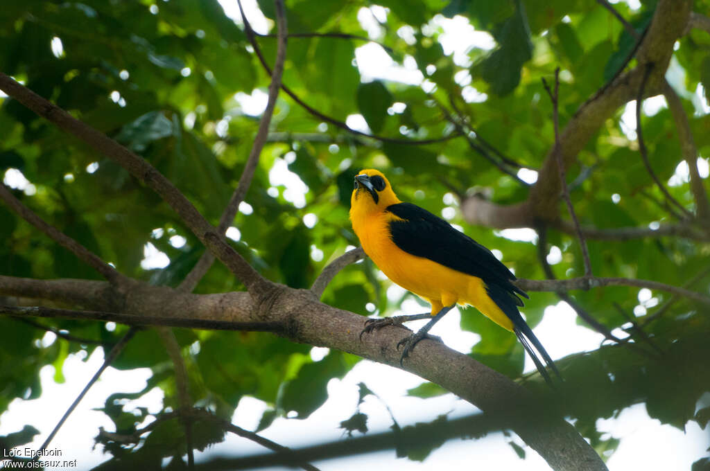 Oriole Blackbirdadult, identification