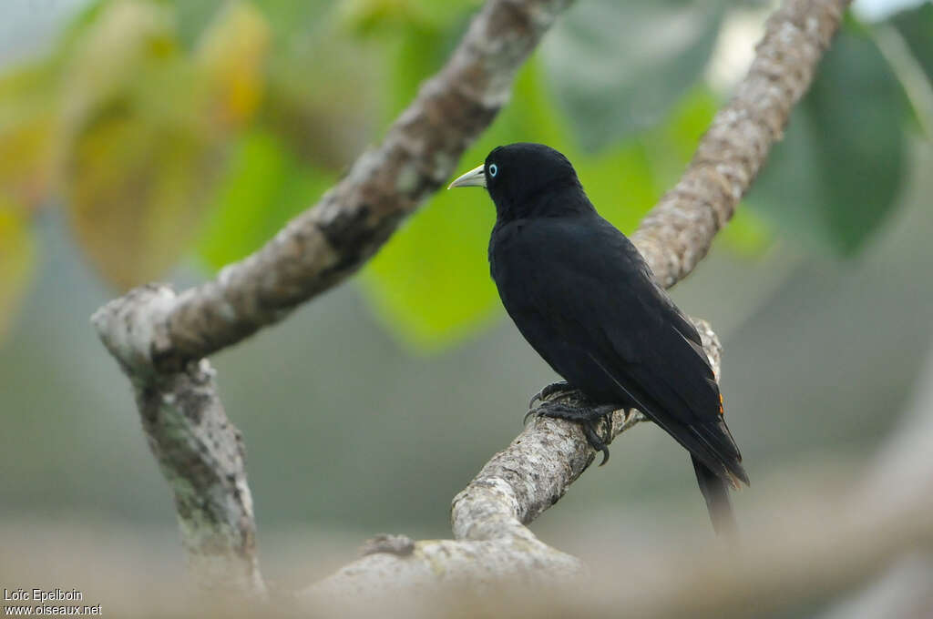 Scarlet-rumped Caciqueadult