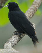 Scarlet-rumped Cacique