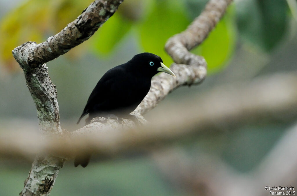 Scarlet-rumped Cacique