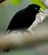 Scarlet-rumped Cacique