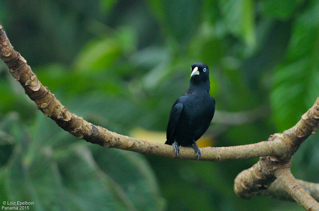 Scarlet-rumped Cacique