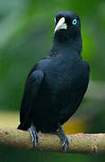 Scarlet-rumped Cacique