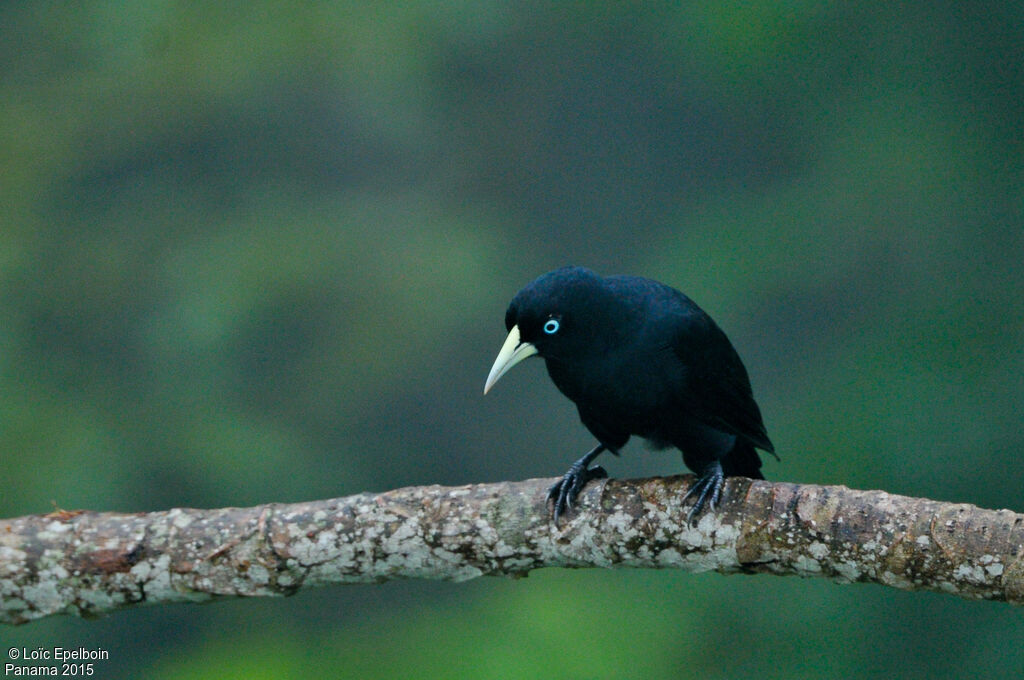 Scarlet-rumped Cacique