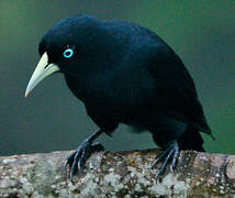 Scarlet-rumped Cacique