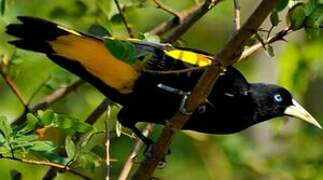 Yellow-rumped Cacique