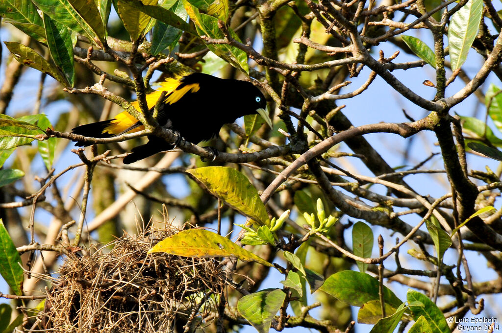 Yellow-rumped Cacique