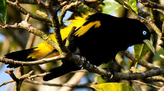 Yellow-rumped Cacique