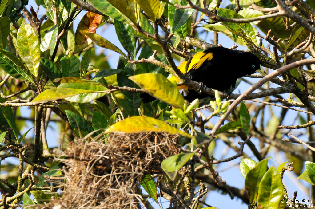 Yellow-rumped Cacique