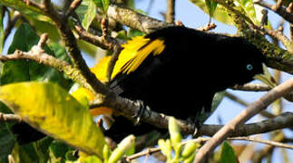 Yellow-rumped Cacique