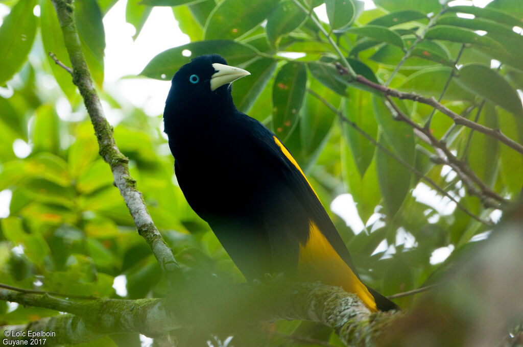 Yellow-rumped Cacique