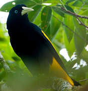 Yellow-rumped Cacique