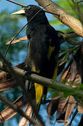 Yellow-rumped Cacique