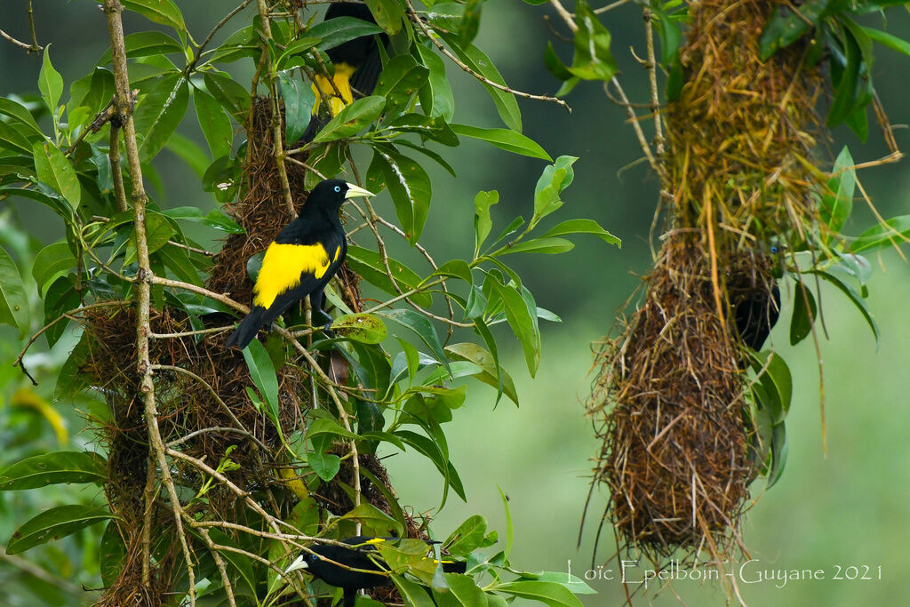 Yellow-rumped Cacique