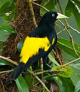 Yellow-rumped Cacique