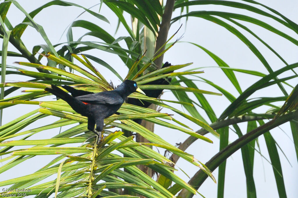 Red-rumped Cacique