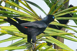 Red-rumped Cacique